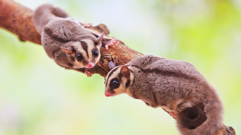 Are Sugar Gliders Good Pets? Pros And Cons For Beginners