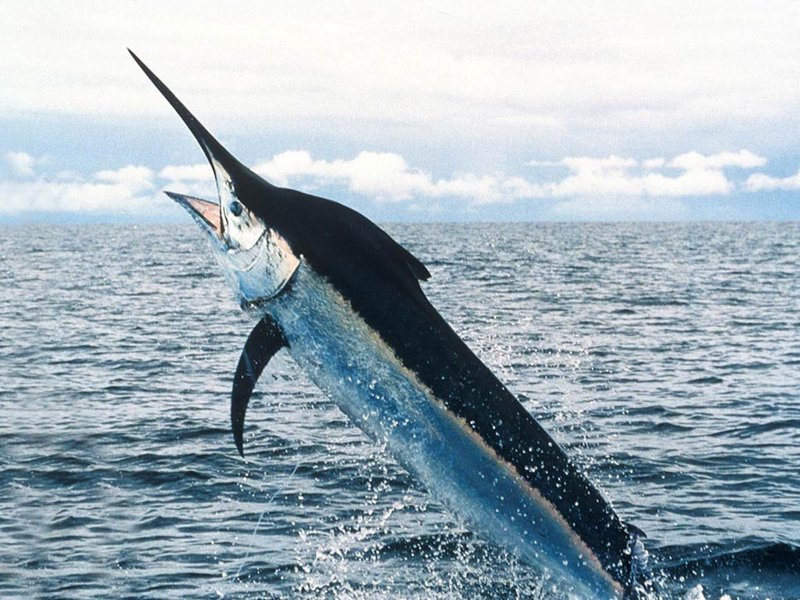 Are Swordfishs Endangered? Conservation Updates