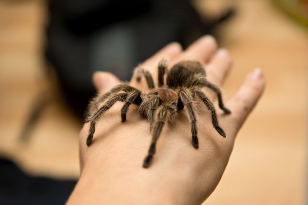 Are Tarantulas Good Pets? Pros And Cons