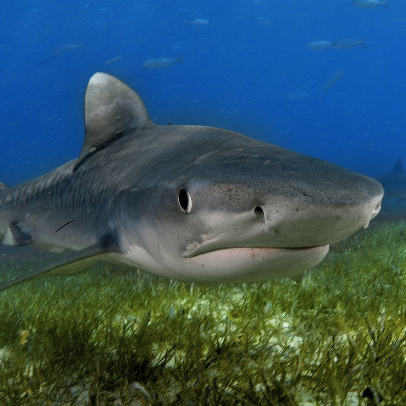 Are Tiger Sharks Endangered? Conservation Updates