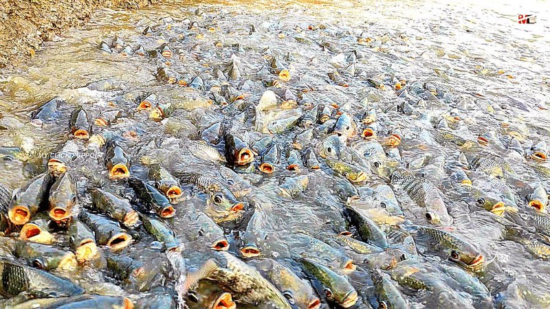 Are Tilapia Legal To Farm In All States?