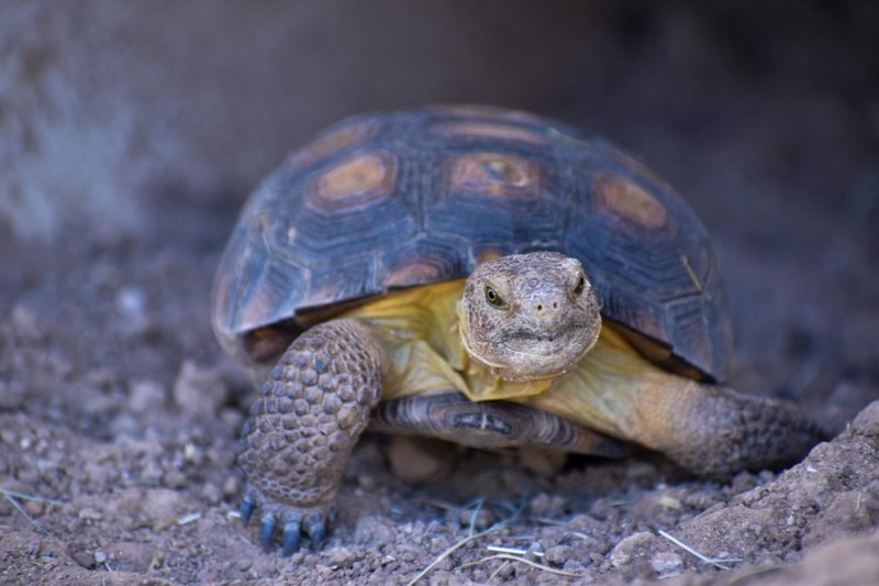 Are Tortoises Legal To Own In Your State Or Country?