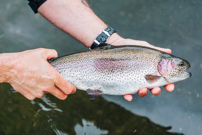 Are Trout Legal To Farm In All States?