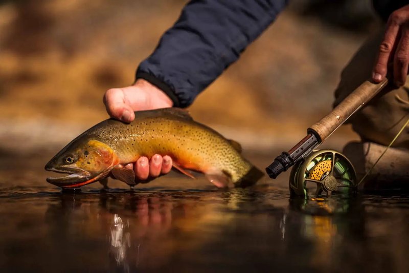 Are Trouts Endangered? Conservation Updates