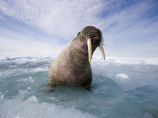 Are Walruss Endangered? Conservation Updates