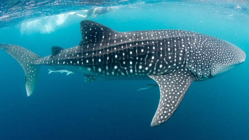 Are Whale Sharks Endangered? Conservation Updates