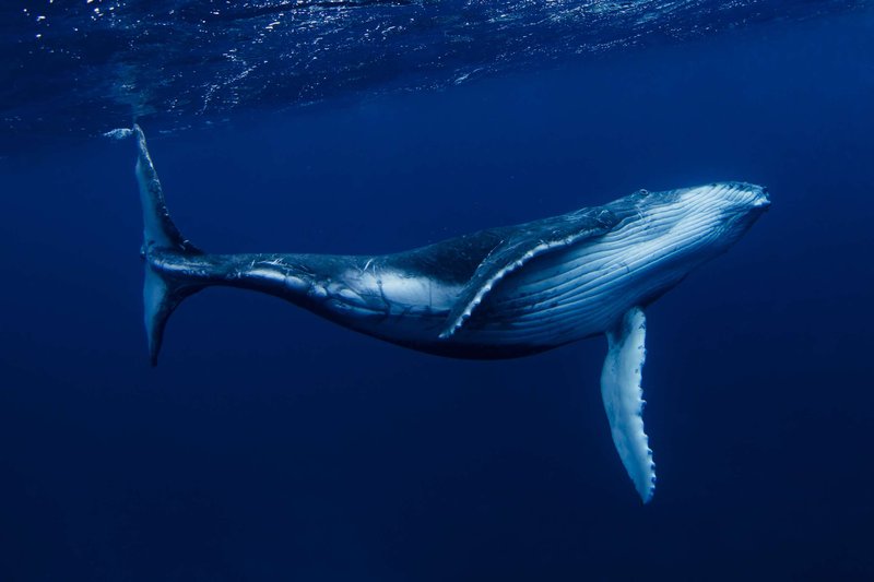 Are Whales Endangered? Conservation Updates