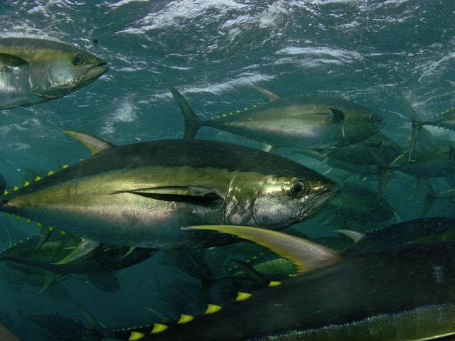 Are Yellowfin Tunas Endangered? Conservation Updates