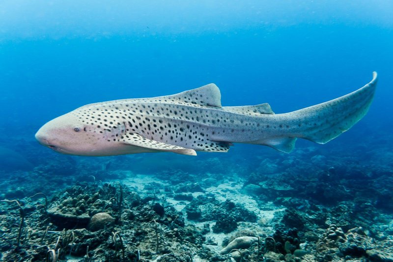Are Zebra Sharks Endangered? Conservation Updates