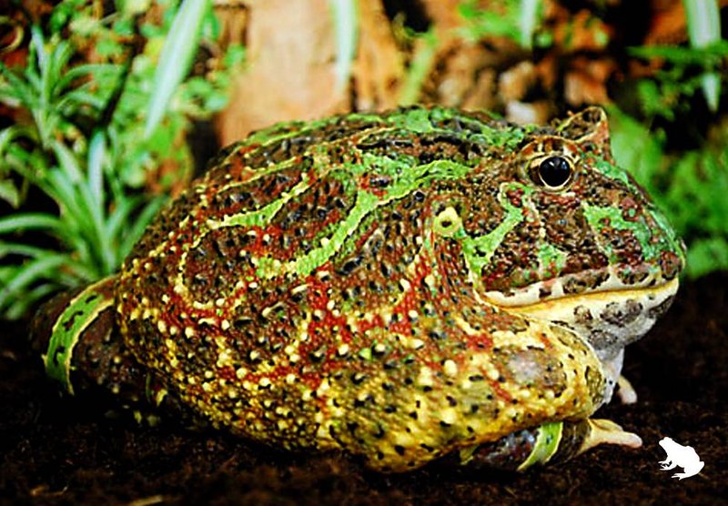 Argentine Horned Frog