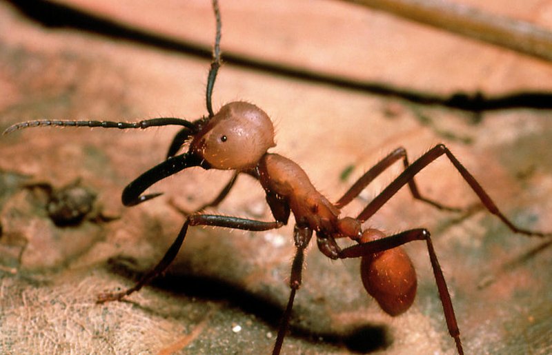 Army Ant