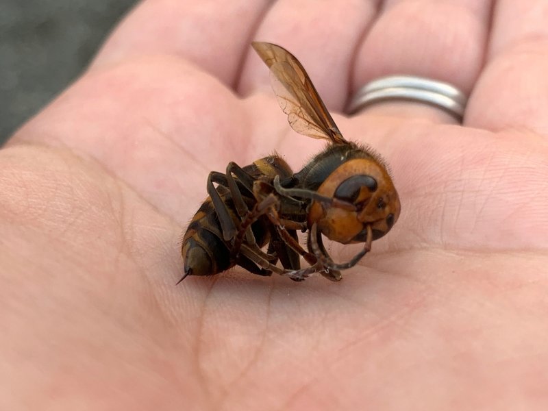 Asian Giant Hornet