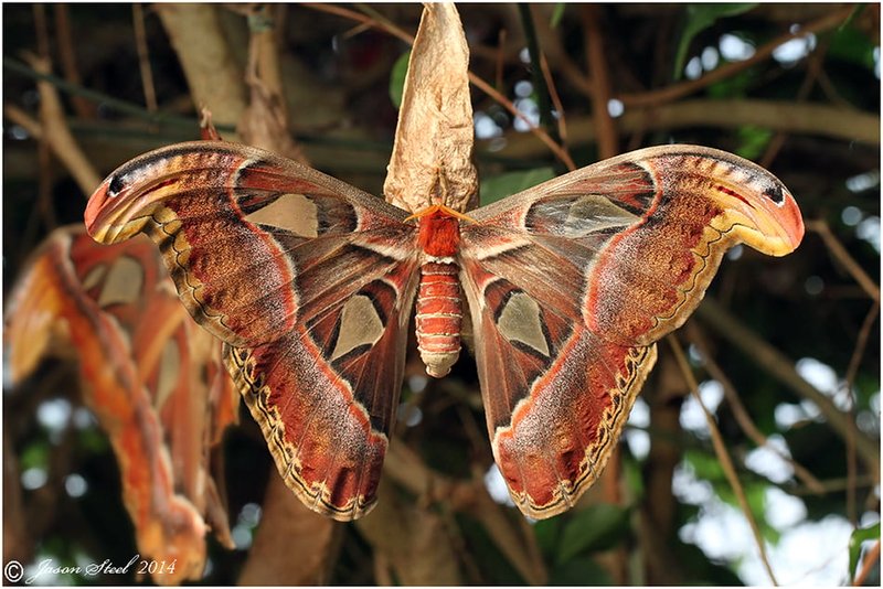 Atlas Moth