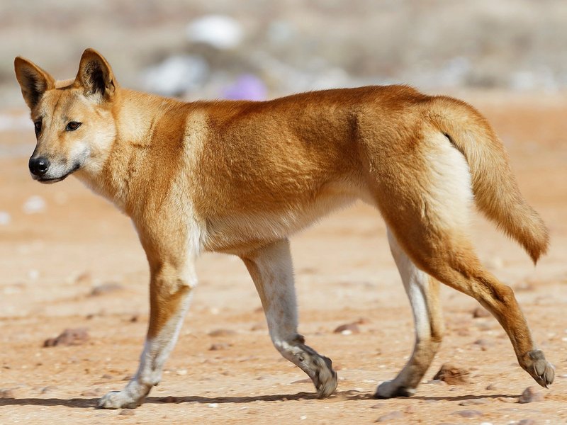 Australian Dingo