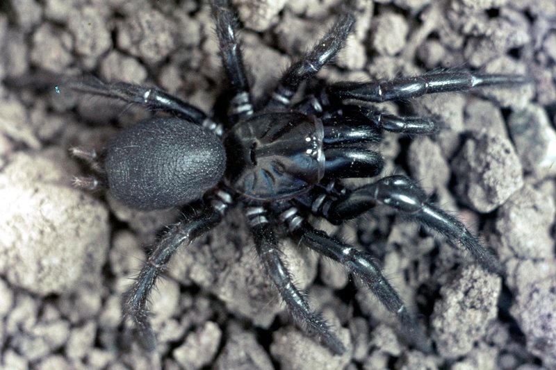 Australian Funnel-Web Spider