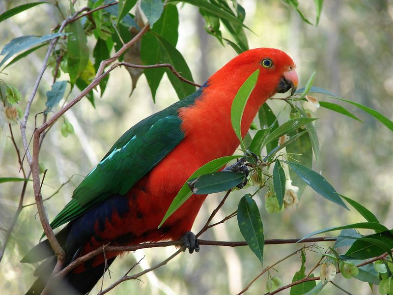 Australian King Parrot