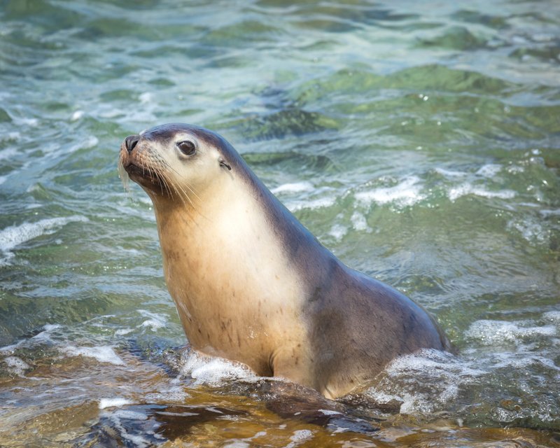 Australian Sea Lion