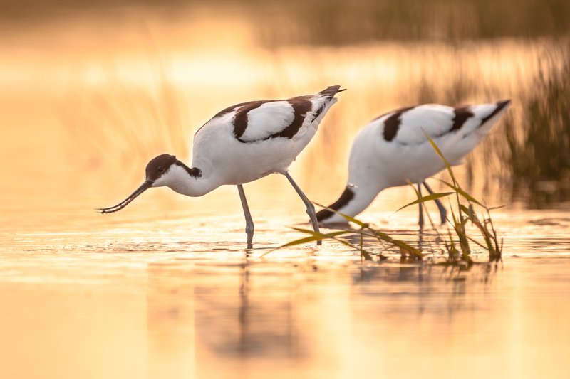 Avocet