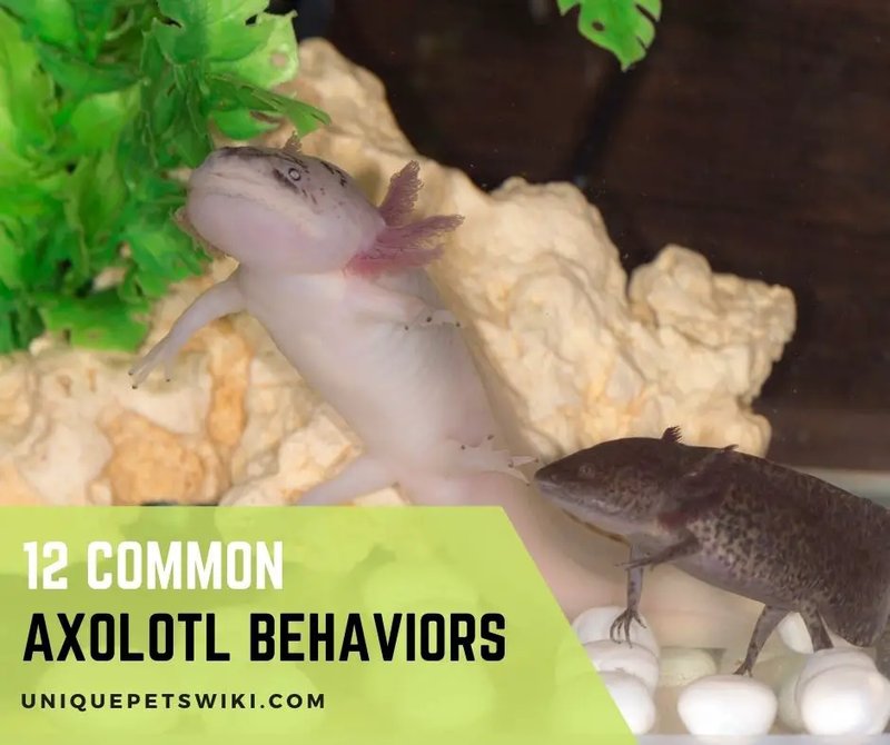 Axolotl Behavior: Common Habits And What They Mean