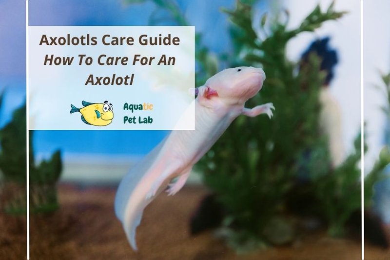 Axolotl Care Guide For Beginners