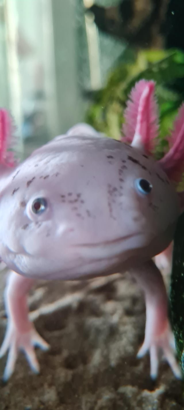 Axolotl Enrichment Ideas: How To Keep Them Stimulated