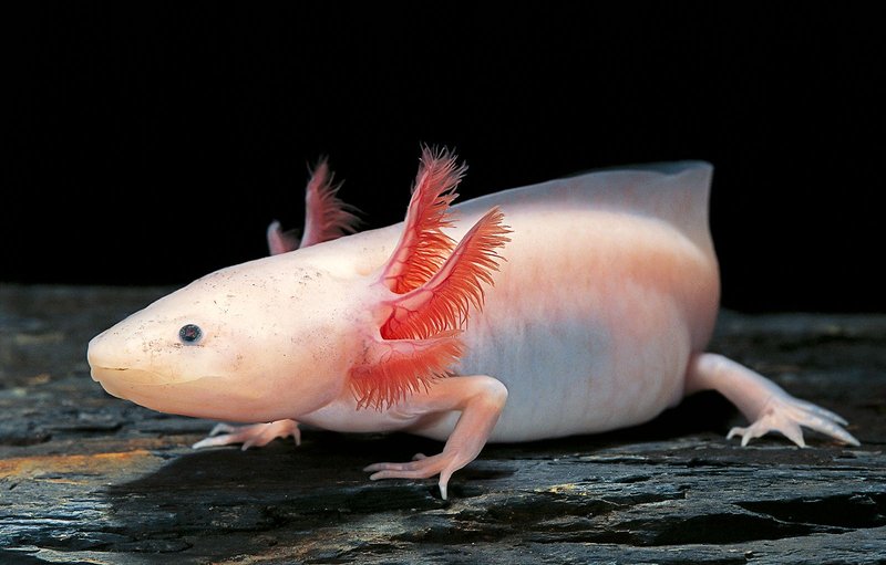 Axolotl Lifespan: How Long Do They Live In Captivity?