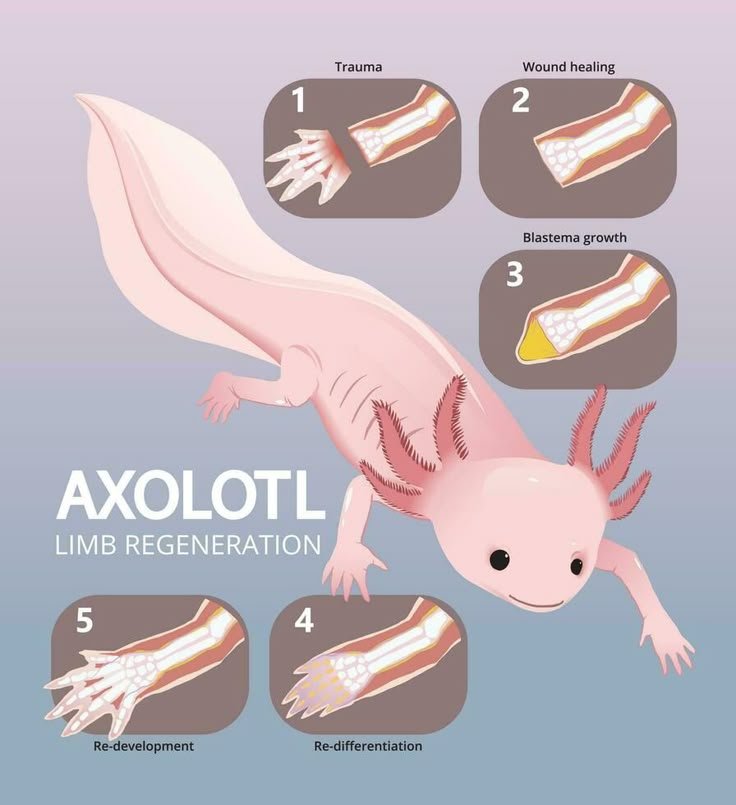 Axolotl Regeneration: How They Grow Back Limbs And Organs