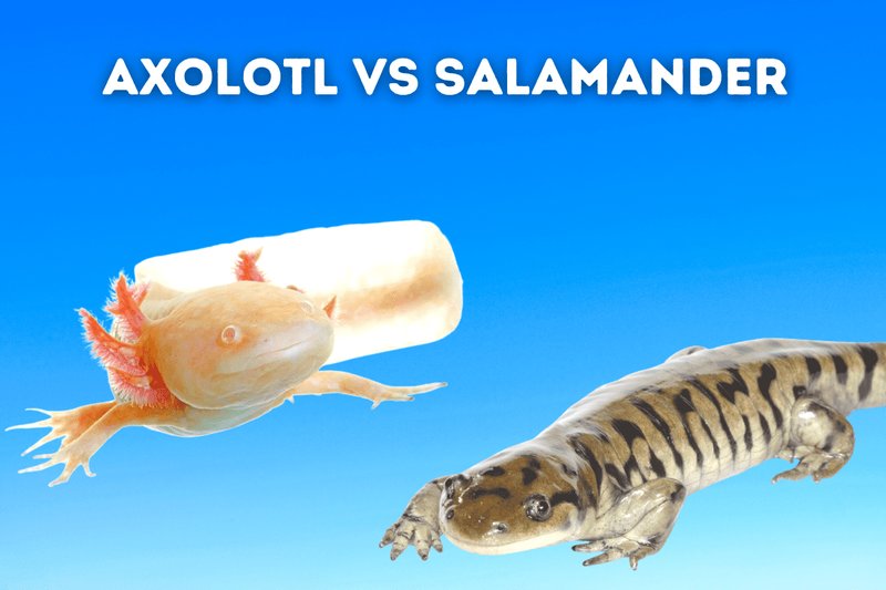 Axolotl Vs Salamander: Key Differences You Should Know