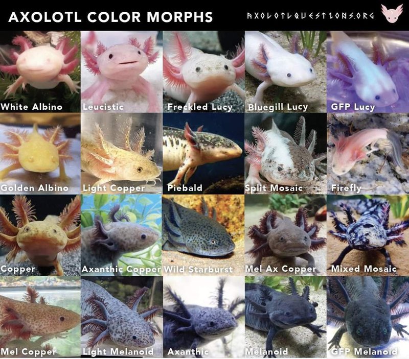 Axolotl Vs. [Similar Species] - How They Compare