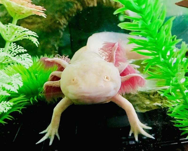 Axolotl