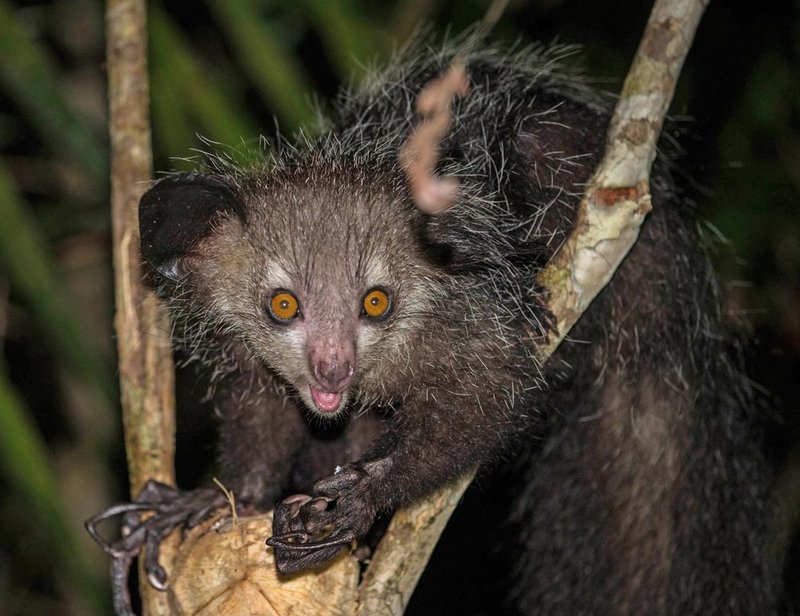 Aye-Aye