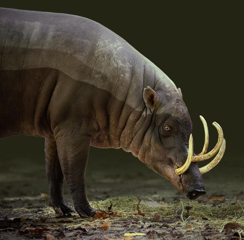 Babirusa