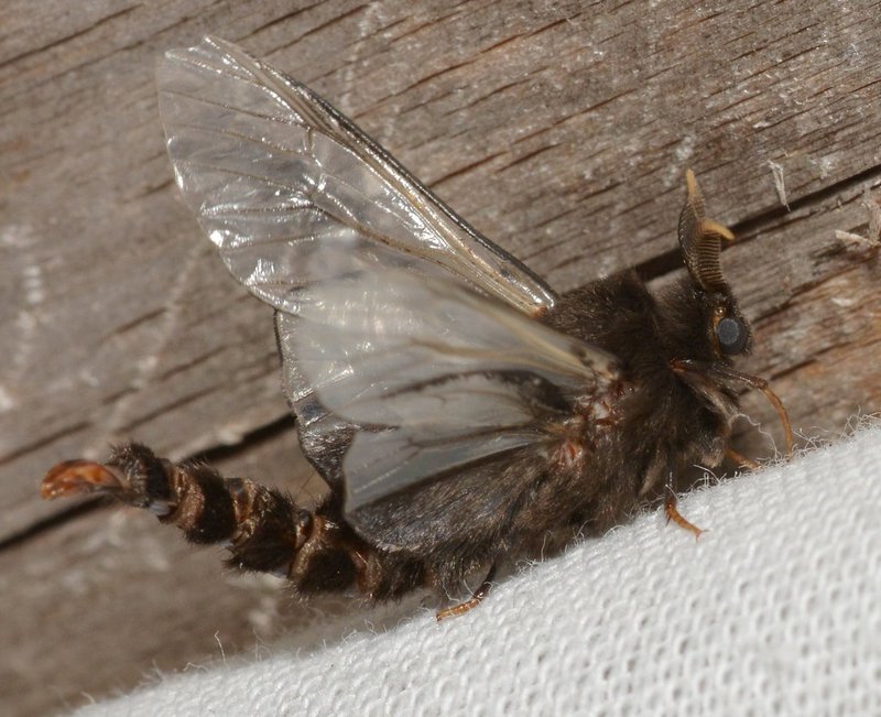 Bagworm Moth