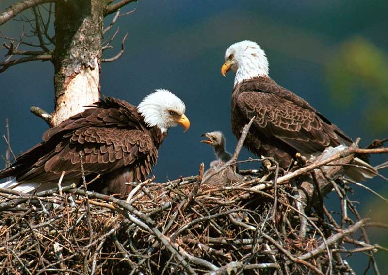 Bald Eagle Nesting Habits And Lifecycle