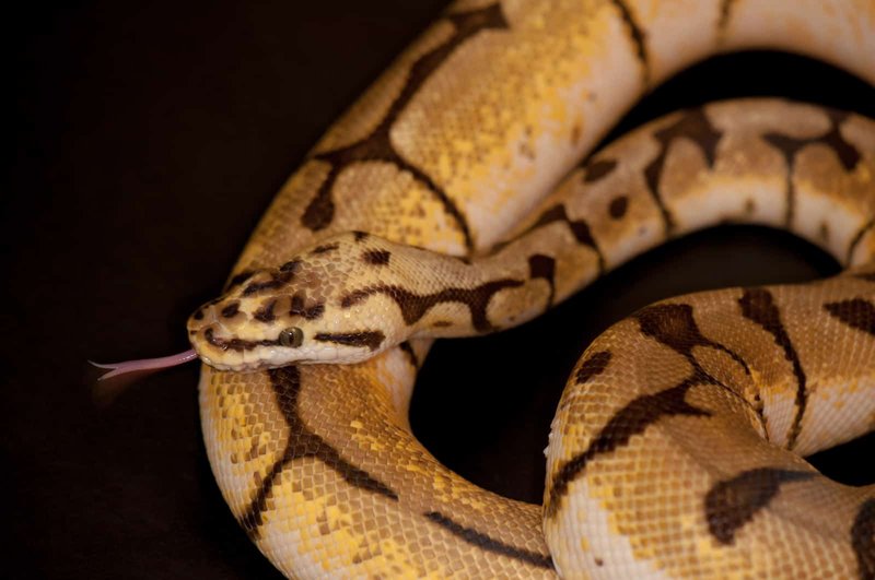 Ball Python Behavior Explained: Curling, Hissing, And Hiding