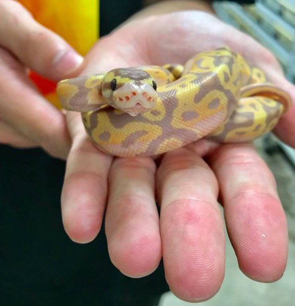 Ball Python Care Guide For Beginners