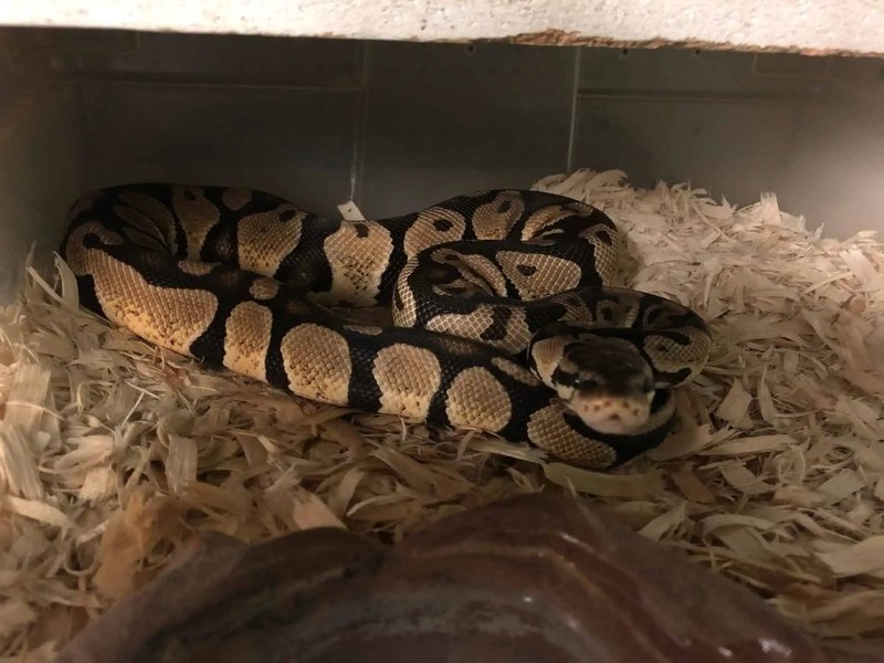 Ball Python Enrichment: How To Keep Them Stimulated