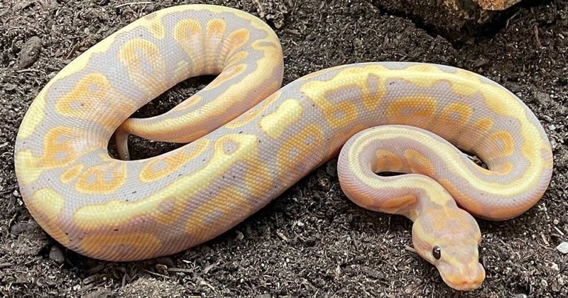 Ball Python Morphs: Popular Types And Their Colors