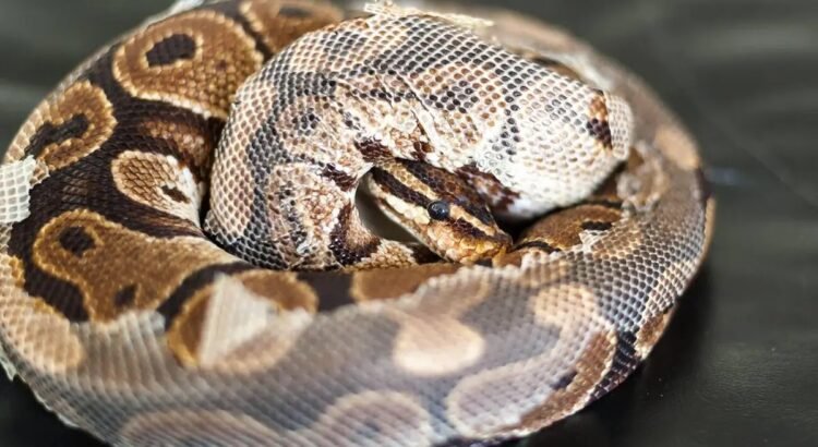 Ball Python Shedding Process: Signs, Help, And Care Tips