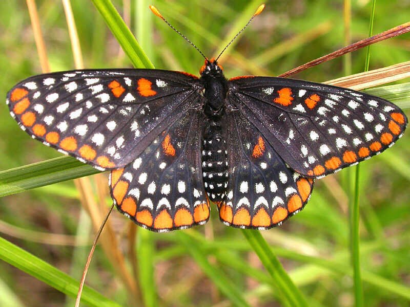 Baltimore Checkerspot Butterfly