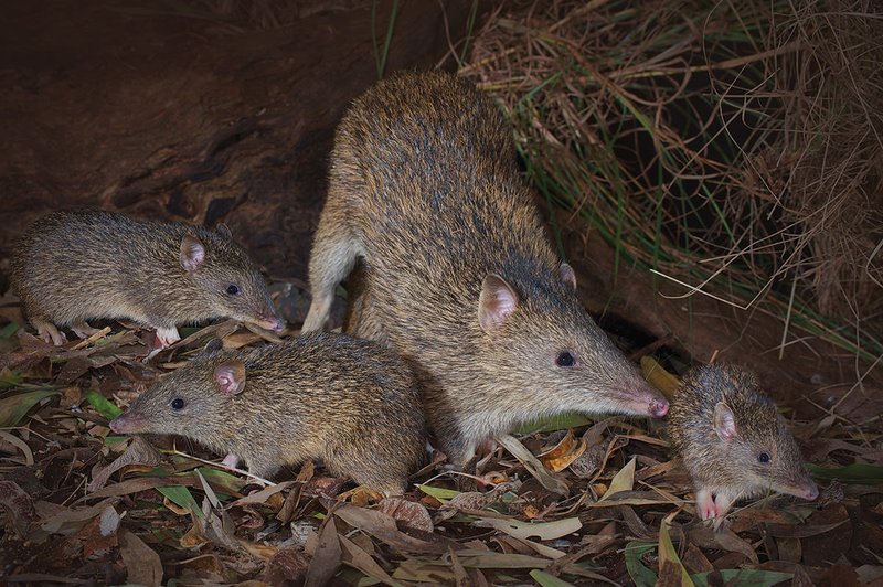 Bandicoot