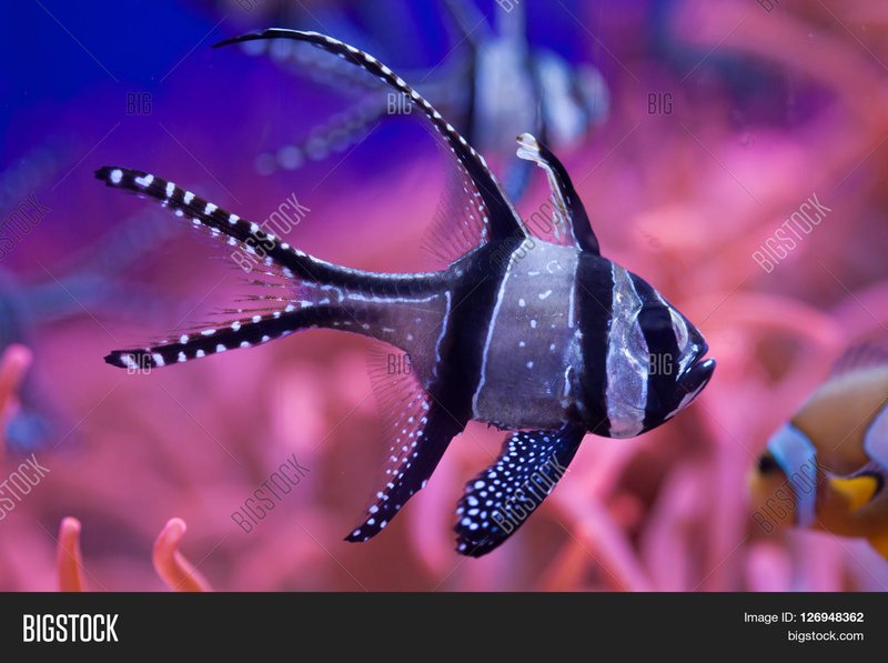 Banggai Cardinalfish