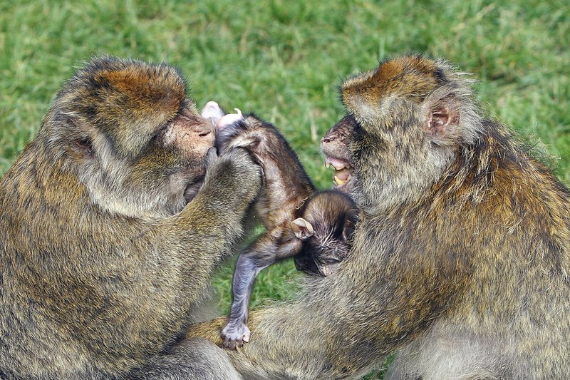Barbary Macaque