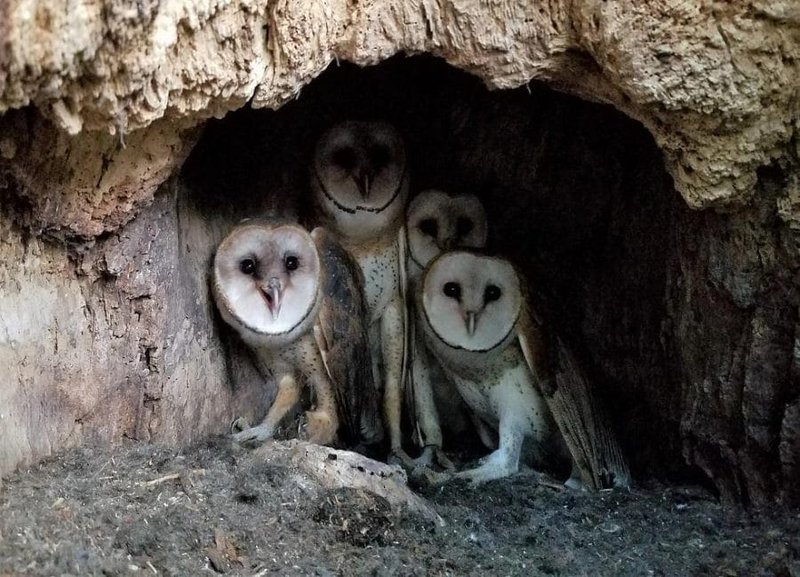Barn Owl Nesting Habits And Lifecycle