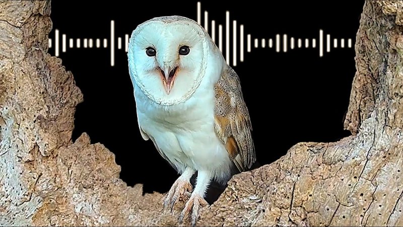 Barn Owl Vocalizations And What They Mean