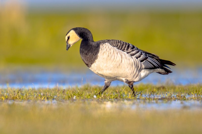 Barnacle Goose