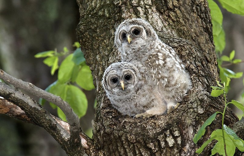Barred Owl Nesting Habits And Lifecycle