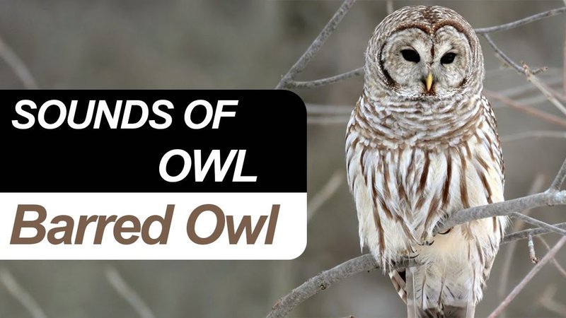 Barred Owl Vocalizations And What They Mean