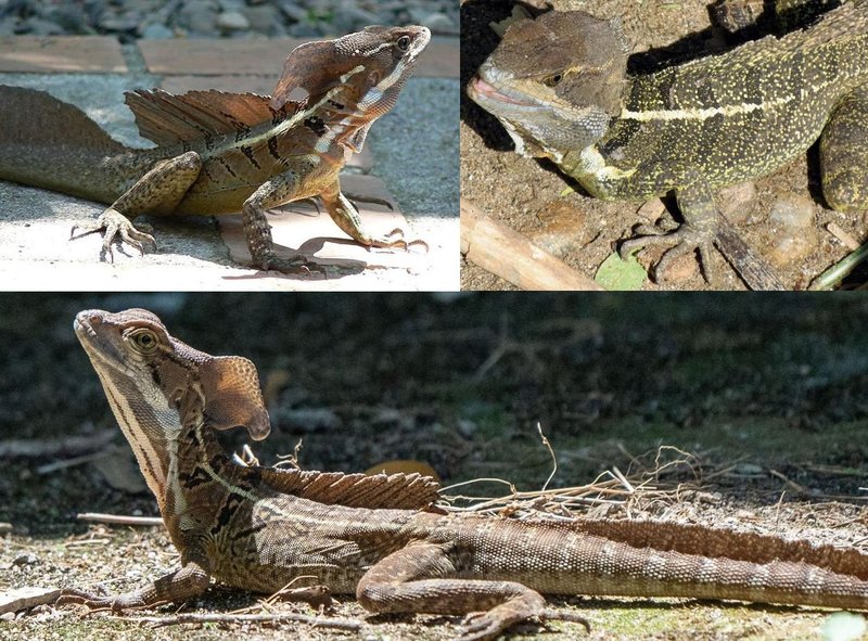 Basilisk Lizard Vs. [Similar Species] - How They Compare