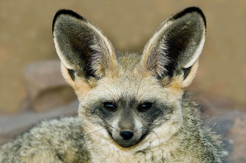 Bat-Eared Fox